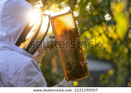 Beekeeper on an apiary, beekeeper is working with bees and beehives on the apiary, beekeeping or apiculture concept