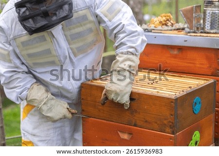 Beekeeper opening beehive using hive tool wearing protective suit in apiary