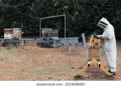 Beekeeper in protective gear examines a frame full of bees in a wooden hive located in an outdoor apiary.  - Powered by Shutterstock