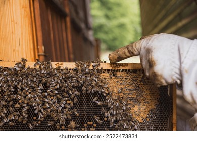 Beekeeper in protective gear, holding a wooden hive frame with worker bees and honeycomb. Beekeeping hobby and lifestyle concept. - Powered by Shutterstock