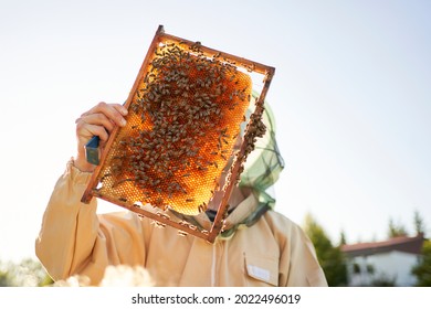 A Beekeeper In Protective Gear Holds A Frame With Bees And Honey In His Hands. Inspection Of Hives. Pumping Out Honey. Beekeeping In Nature.