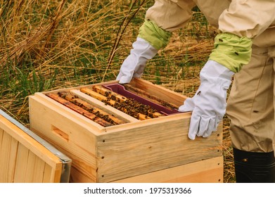 A Beekeeper In Protective Gear Inspects Hives With Bees. Wooden Frames With Honey. Pumping Out Honey. Beekeeping In Nature. Apiary. Assembling Hives