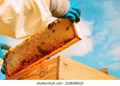 A Beekeeper In Protective Gear Takes Out A Honey Frame With Honeycombs And Bees On A Blue Sky Background From A Wooden Hive. Production Of Natural Fresh Honey. The Concept Of Beekeeping. Apiary 