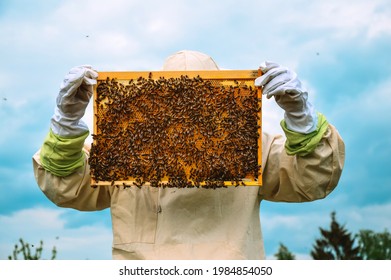 A beekeeper with protective gloves and ammunition holds a frame with bees on a blue sky background. Beekeeping. Honey production. Apiary in nature. Natural food. Bees in the honeycomb