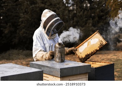 A beekeeper in a protective suit examines a frame full of bees as he uses a smoker to calm the hive. The scene takes place outdoors in a rural setting - Powered by Shutterstock