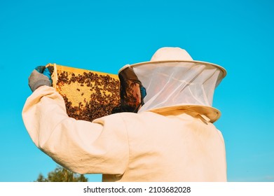 A beekeeper in a protective suit and gloves holds a honey frame with honeycombs and bees against a blue sky. Pumping out fresh natural honey. Ecl apiary in nature. Beekeeping.