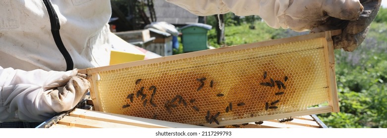 Beekeeper in a protective suit and gloves holds honeycomb with bees. Breeding bees at home concept