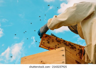 A beekeeper in a protective suit and gloves holds a honey frame with honeycombs and bees against a blue sky. Pumping out fresh natural honey. Ecl apiary in nature. Beekeeping.