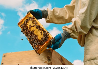 A beekeeper in a protective suit and gloves pulls out a honey frame with bees from a wooden hive. Bright blue sky. Beekeeping. Eco apiary in nature. Production and pumping of fresh honey