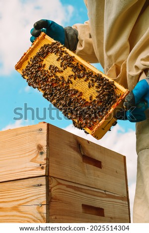 A beekeeper in a protective suit and gloves pulls out a honey frame with bees from a wooden hive. Bright blue sky. Beekeeping. Eco apiary in nature. Production and pumping of fresh honey