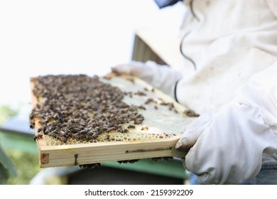 Beekeeper in protective suit holds honeycomb with bees. Beekeeping for beginners concept.
