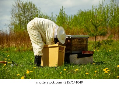 A beekeeper in a protective suit settles bees from a bee package into a wooden hive.  Beekeeping. Eco apiary in nature. Production of natural honey.