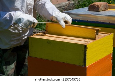 Beekeeper in protective workwear holds and inspects honeycomb frame at apiary on a sunny spring day. Beekeeping concept