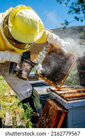 The Beekeeper Removes The Honeycomb From The Hive. Person In Beekeeper Suit Taking Honey Out Of Beehive. Farmer In Bee Costume Working With Bread Rolls In Apiary. Beekeeping In The Field. Ecological 