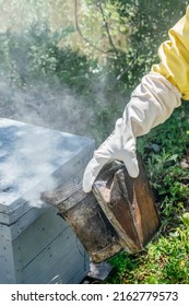 The Beekeeper Removes The Honeycomb From The Hive. Person In Beekeeper Suit Taking Honey Out Of Beehive. Farmer In Bee Costume Working With Bread Rolls In Apiary. Beekeeping In The Field. Ecological 