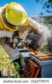 The Beekeeper Removes The Honeycomb From The Hive. Person In Beekeeper Suit Taking Honey Out Of Beehive. Farmer In Bee Costume Working With Bread Rolls In Apiary. Beekeeping In The Field. Ecological 