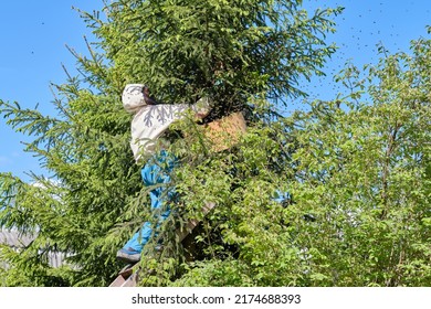 The beekeeper removes the swarm from the tree