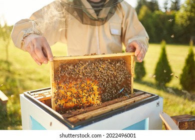 Beekeeper removing honeycomb from beehive. Person in beekeeper suit taking honey from hive. Farmer wearing bee suit working with honeycomb in apiary. Beekeeping in countryside. Organic farming