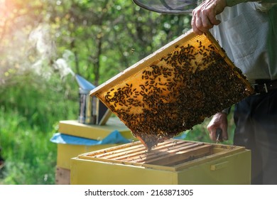 5,393 Bee suit Images, Stock Photos & Vectors | Shutterstock