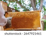 Beekeeper removing wax caps with uncapping fork from full honeycomb frame outdoors in apiary during summer harvest