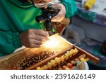 A beekeeper selects bee larvae to grow queen bees.Larva of bee, selected for growing queen bee. Honeybee Queen Grafting from Larvae into DIY Queen Cups