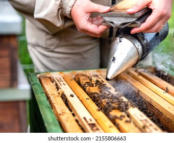 Beekeeper smoking bees with bee smoker on the apiary. - Powered by Shutterstock