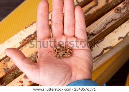 Beekeeper with some propolis bee glue in hand. Gathering propolis from beehive frames