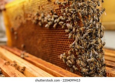 Beekeeper taking frame from hive at apiary, closeup. Harvesting honey