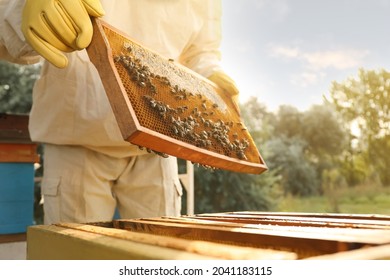 Beekeeper in uniform with honey frame at apiary, closeup - Powered by Shutterstock