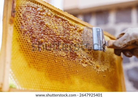 Beekeeper uses uncapping fork to scrape wax from honeycomb cells in wooden frame before honey extraction at rural honey house