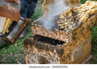 Beekeeper using smoker to calm the bees while inspects them or works around the hive. Smoking a beehive masks this pheromone, allowing the beekeeper to safely perform a hive inspection. - Powered by Shutterstock