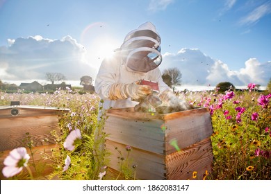 Beekeeper using smoker to check beehives in the field full of flowers - Powered by Shutterstock