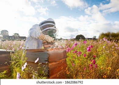 Beekeeper using smoker to check beehives in the field full of flowers