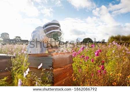 Similar – Image, Stock Photo Beekeeper with gloves and veil controls his beehive and searches for queen cells