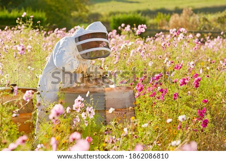 Similar – Image, Stock Photo Beekeeper with gloves and veil controls his beehive and searches for queen cells