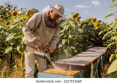 Beekeeper using smoker tools chasing bees leaving beehives collecting honey from frame with honeycomb. Working process on apriary in filed full of sunflowers. - Powered by Shutterstock
