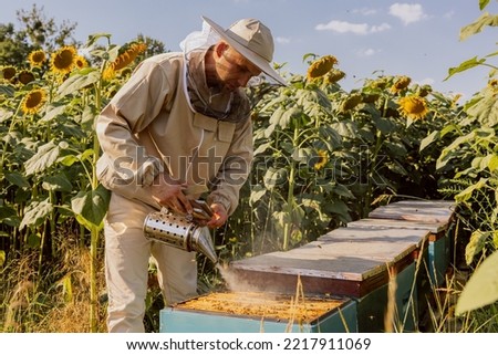 Beekeeper using smoker tools chasing bees leaving beehives collecting honey from frame with honeycomb. Working process on apriary in filed full of sunflowers.