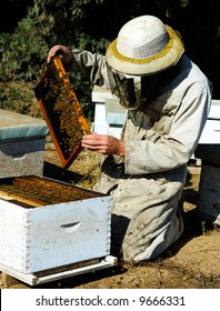 beekeeper at work