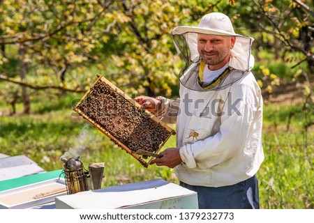 Beekeeper at Work. Bee keeper lifting shelf out of hive. The beekeeper saves the bees.
