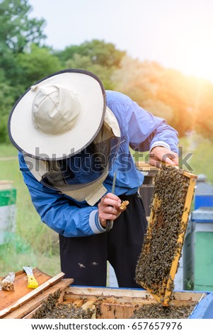 Similar – Image, Stock Photo Beekeeper working in apiary