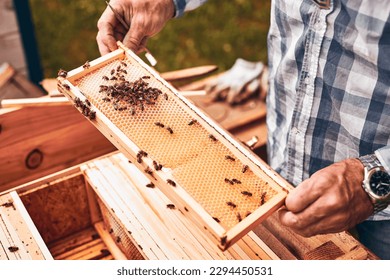 Beekeeper working in apiary. Drawing out the honeycomb from the hive with bees on honeycomb. Harvest time in apiary. Beekeeping as hobby. Agriculture production