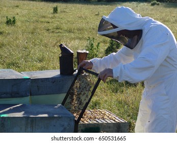 Beekeeper Working With Bees. Manuka Honey/ New Zealand