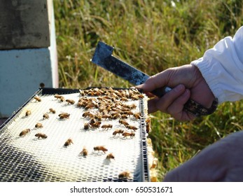 Beekeeper Working With Bees. Manuka Honey/ New Zealand