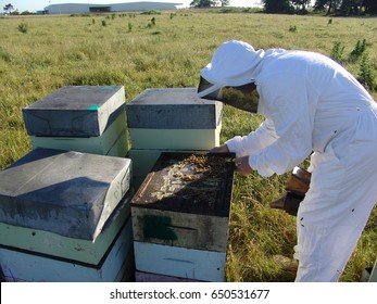 Beekeeper Working With Bees. Manuka Honey/ New Zealand