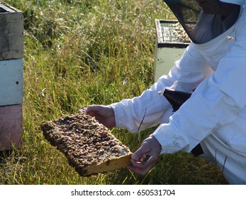 Beekeeper Working With Bees. Manuka Honey/ New Zealand