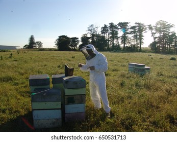 Beekeeper Working With Bees. Manuka Honey/ New Zealand