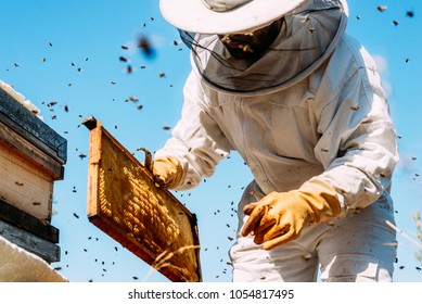 Bienenzüchter sammeln Honig. Bienenzuchtkonzept.