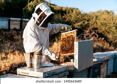 Beekeeper working collect honey. Beekeeping concept - Powered by Shutterstock