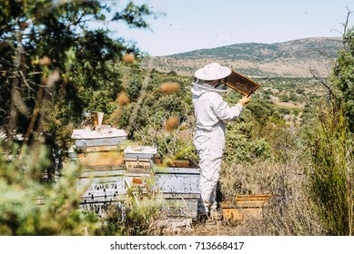 Beekeeper working collect honey. Beekeeping concept.