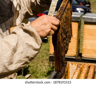 L'apiculteur qui travaille ramasse le miel dans la nature